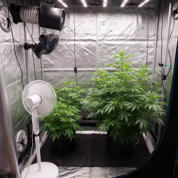 A well-ventilated indoor grow room with multiple fans strategically placed for optimal air circulation